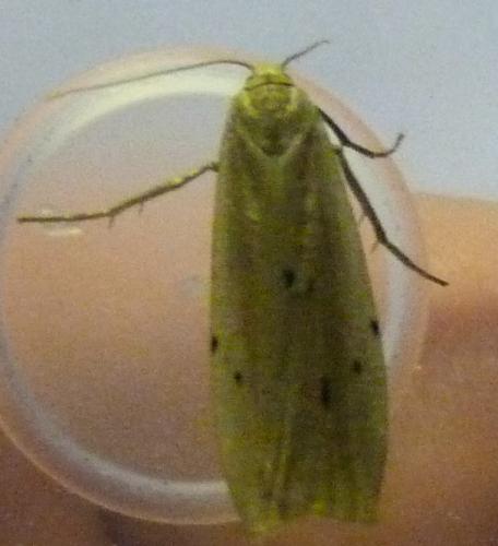 Pelosia muscerda